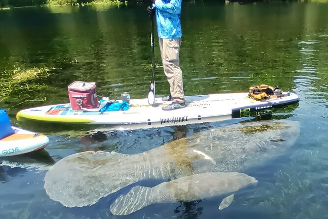 Clear Kayak or Paddleboard Manatee Adventure - Who will enjoy this outing most?