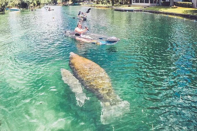 Clear Kayak Three Sisters Springs & Manatee Tour Of Crystal River - Manatee season and wildlife odds