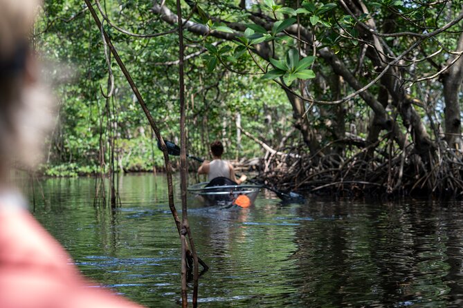 Clear Kayak Tour in North Miami Beach - Mangrove Tunnels - Into North Miami Beach’s mangrove passages