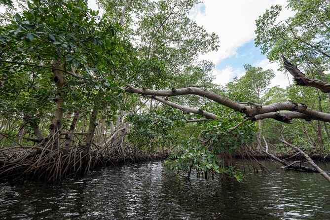 Clear Kayak Tour in North Miami Beach - Mangrove Tunnels - The wildlife is small, wild, and unpredictable