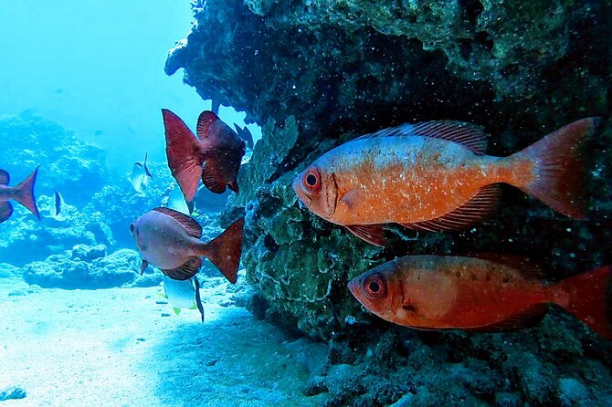 Clear Kayak Tour with Pontoons and Optional Snorkeling-Unlimited - Optional snorkeling after the kayak