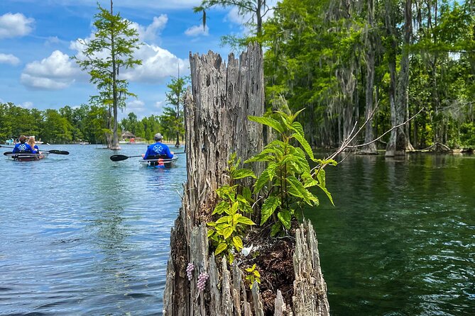 Clear Kayaking Eco Adventure Tour in Marianna - Swimming at the spring spots
