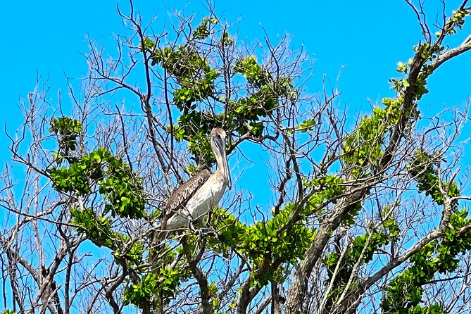 Clear/Standard Kayak Self Guided Island EcoTour Bonita Springs! - Big Hickory gives you room to set your own pace