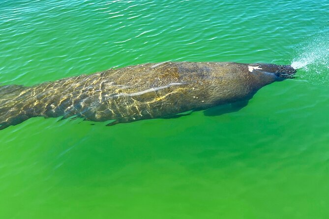 Clear/Standard Kayak Self Guided Island EcoTour Bonita Springs! - Choosing between a single, tandem, standard, or clear kayak