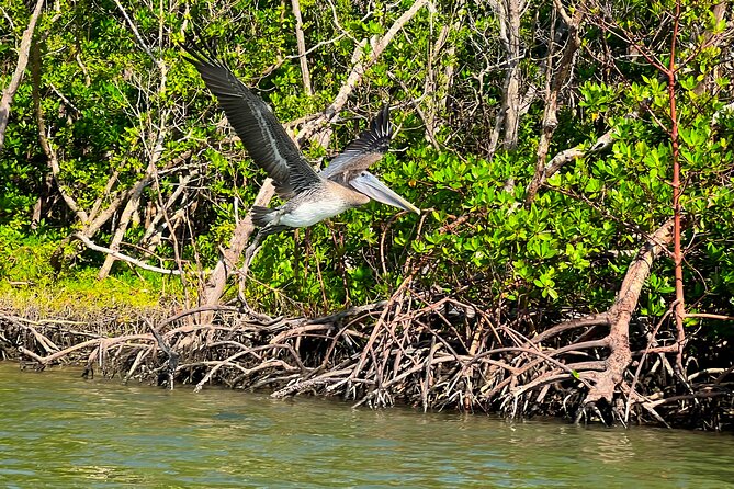 Clear/Standard Kayak Self Guided Island EcoTour Bonita Springs! - Why the $25 price is good value