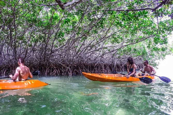 Clearbottom Mangrove Kayak & Snorkel tour - What makes this Bonaire kayak tour worth considering