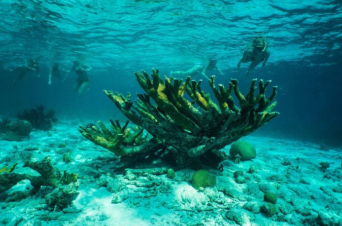 Clearbottom Mangrove Kayak & Snorkel tour - Who will enjoy this most