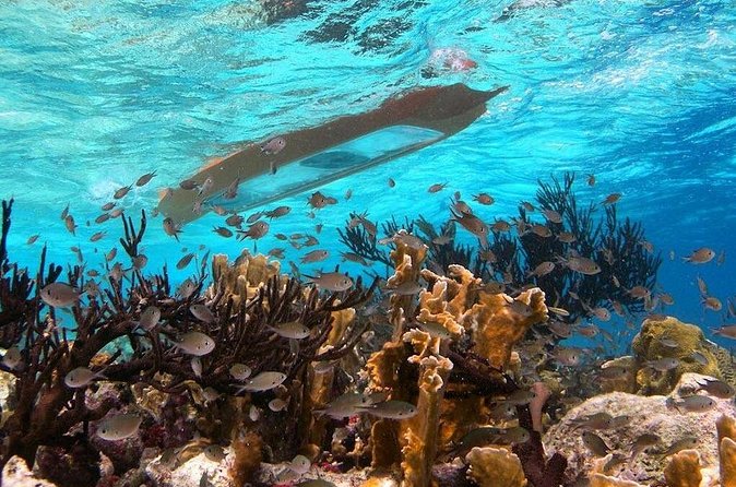 Clearbottom Mangrove Kayak & Snorkel tour - Practical preparation for Lac Bay