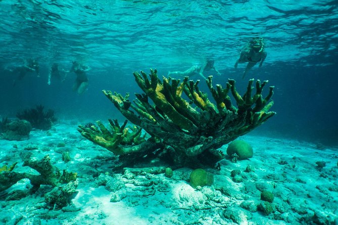 Clearbottom Mangrove Kayak & Snorkel tour - Should you book the Clearbottom Mangrove Kayak and Snorkel tour?