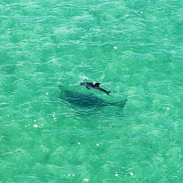 Clearwater: Guided Clear Kayaking Tour - Key things to know before you paddle