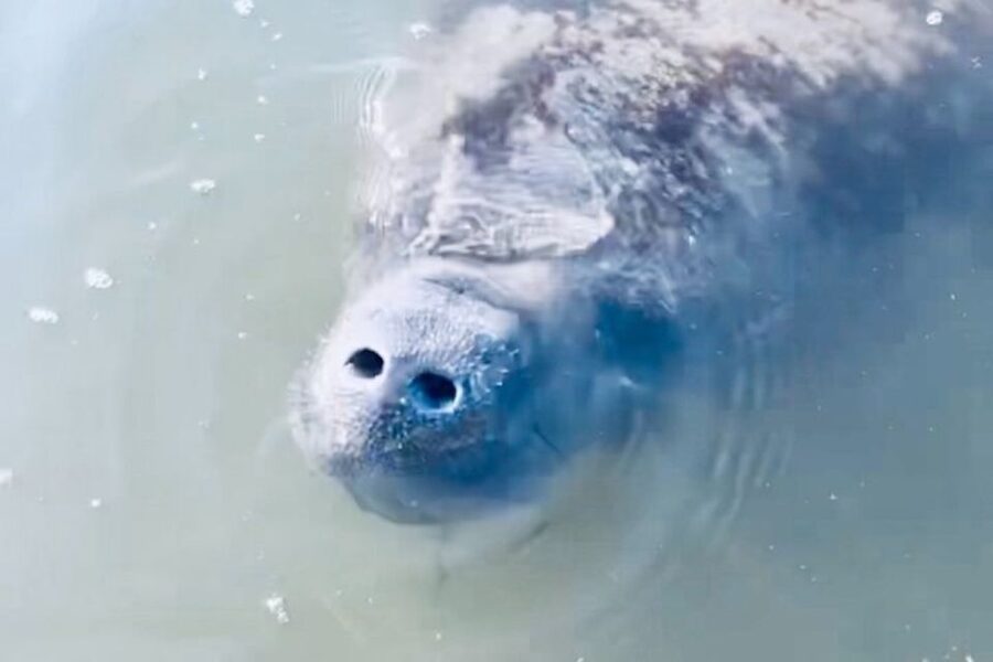 Cocoa Beach: Dolphin and Manatee Kayak or Paddle Tour - Why this Cocoa Beach paddle is about more than dolphins