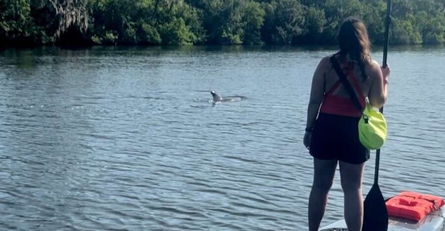 Cocoa Beach: Dolphin and Manatee Kayak or Paddle Tour - The first strokes through Cocoa Beach’s waterways