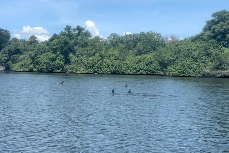 Cocoa Beach: Dolphin and Manatee Kayak or Paddle Tour - Starting at 4800 Tom Warriner Blvd