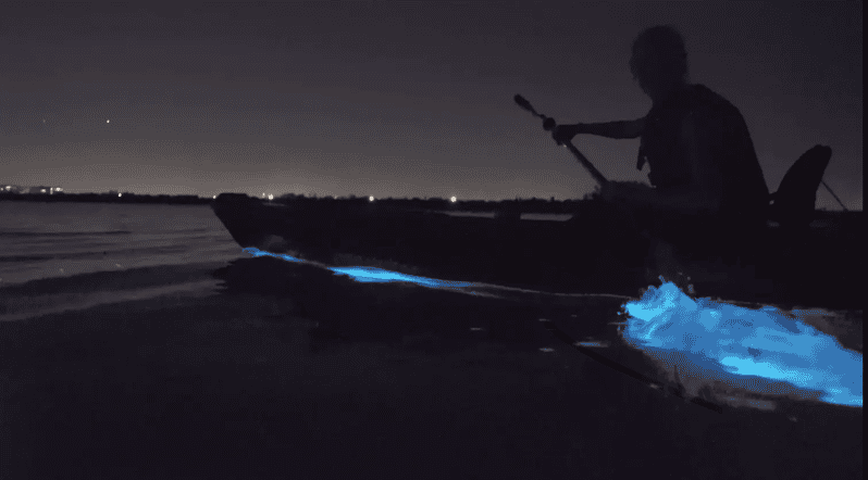 Cocoa Beach/Merritt Island:Bioluminescent kayak tour - Why this lagoon tour feels different