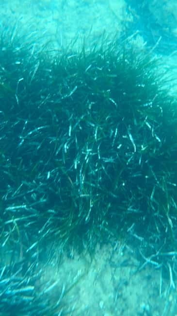 Costa Brava: Sant Feliu de Guíxols Kayak & Snorkel Tour - Should you book the Sant Feliu de Guíxols kayak tour?
