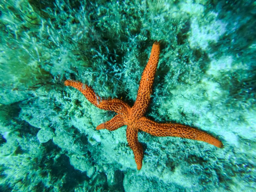 Costa Brava: Sea Caves Kayaking and Snorkeling Tour - Forty-five minutes among cliffs and caves