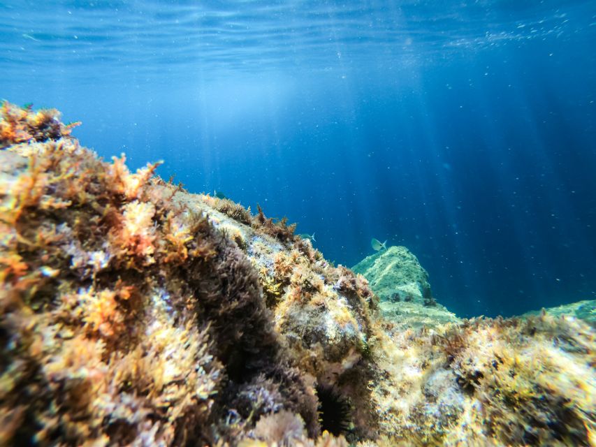Costa Brava: Sea Caves Kayaking and Snorkeling Tour - What the $40 price really buys