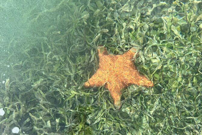 Crystal Kayak & Snorkel Eco Tour (with transfer) - How hard is the three-hour morning?