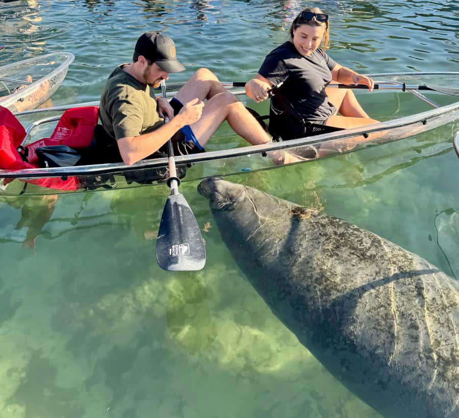 Crystal River: Clear Kayak Manatee Tour w/Free Photo Package - Why Kings Bay is a fine place to see manatees