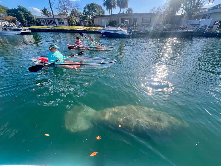 Crystal River: Clear Kayak Manatee Tour w/Free Photo Package - The 2.5-hour paddle through Kings Bay