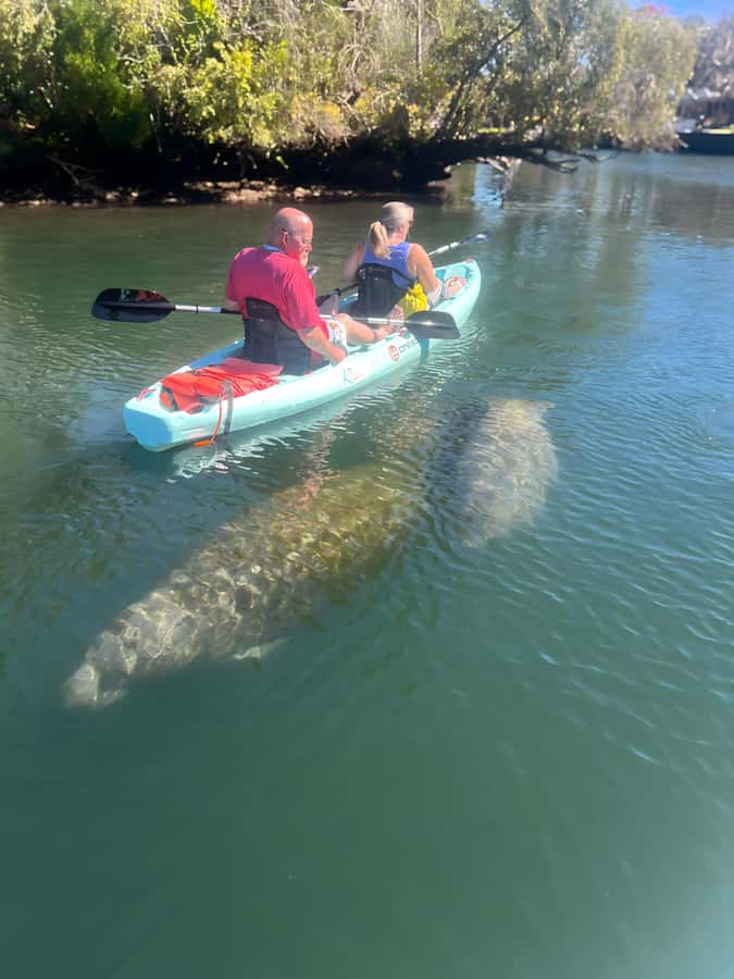 Crystal River: Clear Kayak Manatee Tour w/Free Photo Package - The guide makes more difference than the kayak
