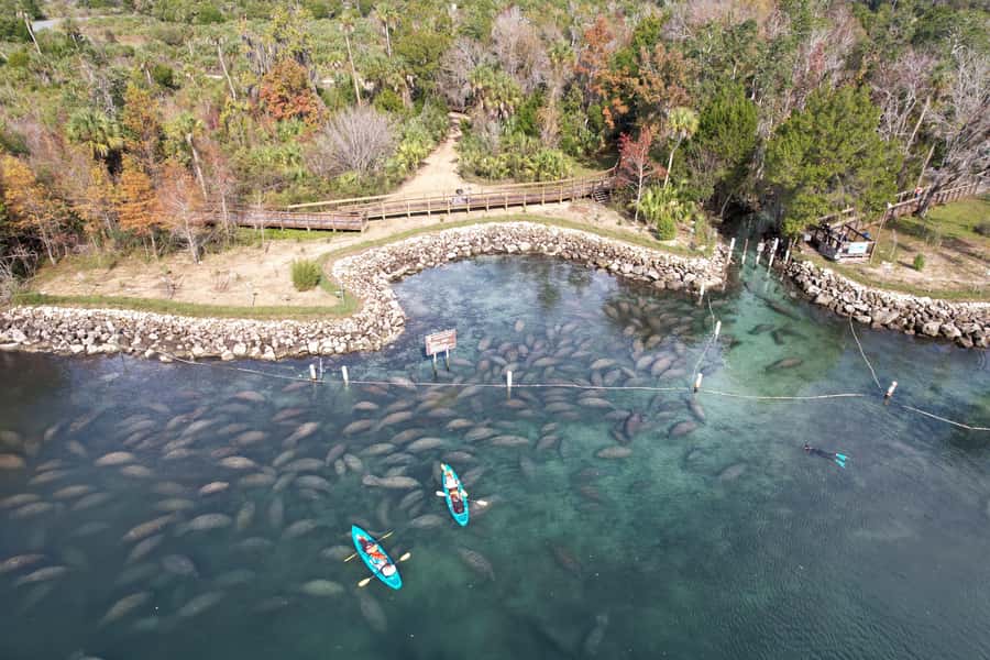 Crystal River: Clear Kayak Manatee Tour w/Free Photo Package - What the free photo package adds