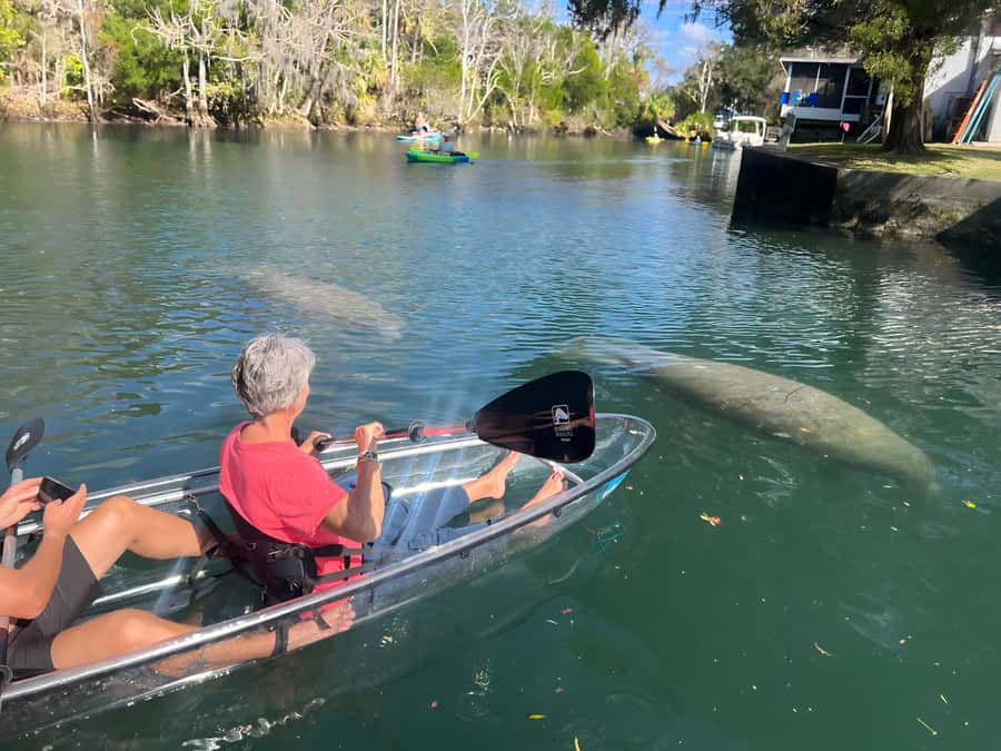 Crystal River: Clear Kayak Manatee Tour w/Free Photo Package - Choosing between the clear and regular kayak
