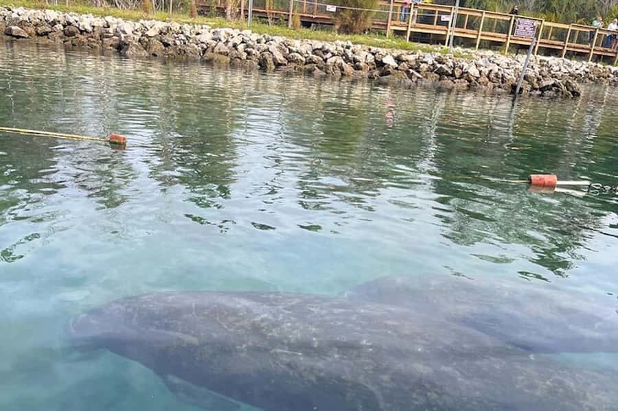 Crystal River: Guided Kayak Tour with Manatee Encounters - Starting at Paddletail Waterfront Lodge