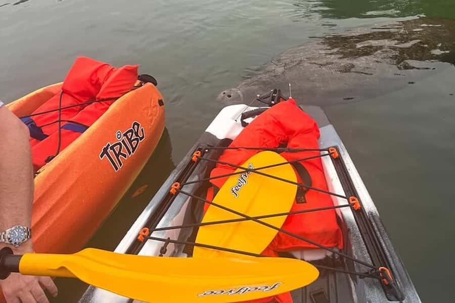 Crystal River: Guided Kayak Tour with Manatee Encounters - Looking for manatees at water level