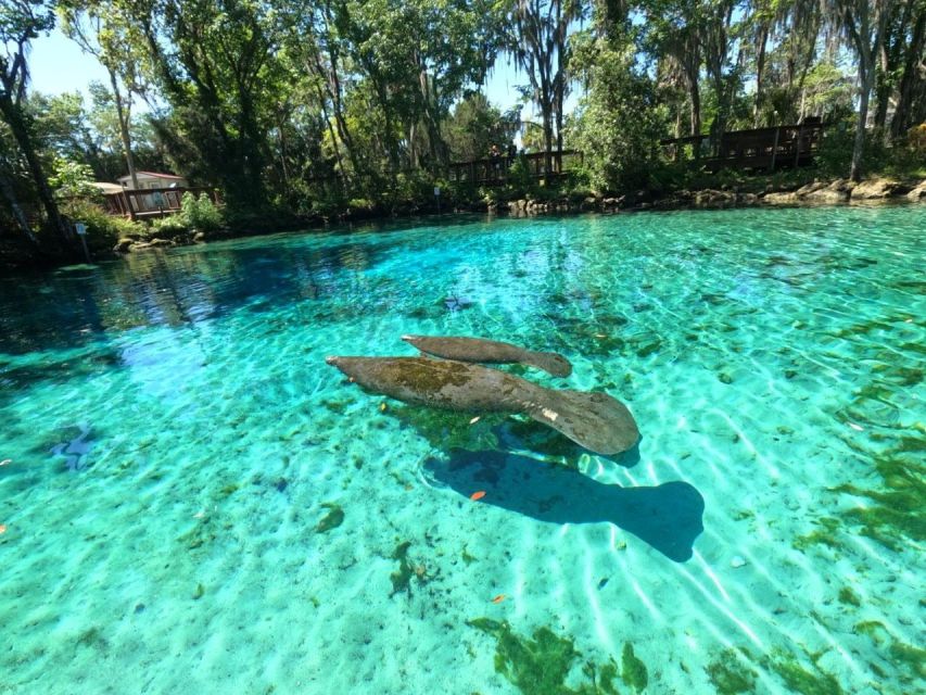 Crystal River: Kayak Rental - Looking for manatees, turtles, rays, and birds