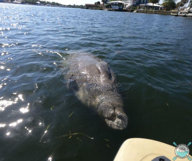 Crystal River: Kayak Rental - Who will enjoy this kayak rental most