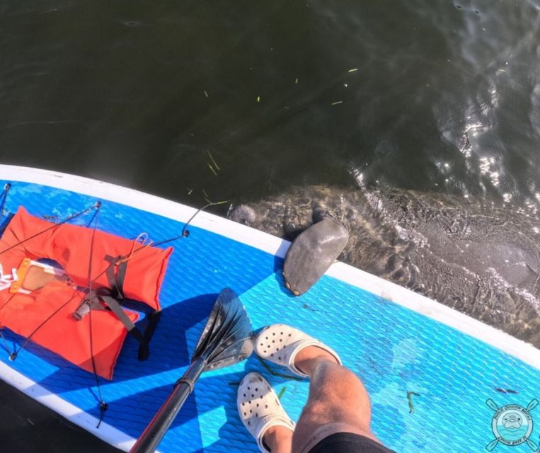 Crystal River: Paddle Board Rental - Key points to know before you book