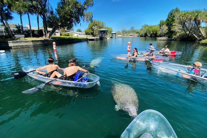 Crystal River Three Sisters Springs and Manatee Clear Kayak Tours - Wildlife beyond the manatees