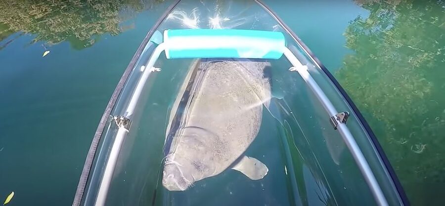 Crystal River: Three Sisters Springs Eco Tour by Clear Kayak - Two seasonal tours, two different Crystal River experiences