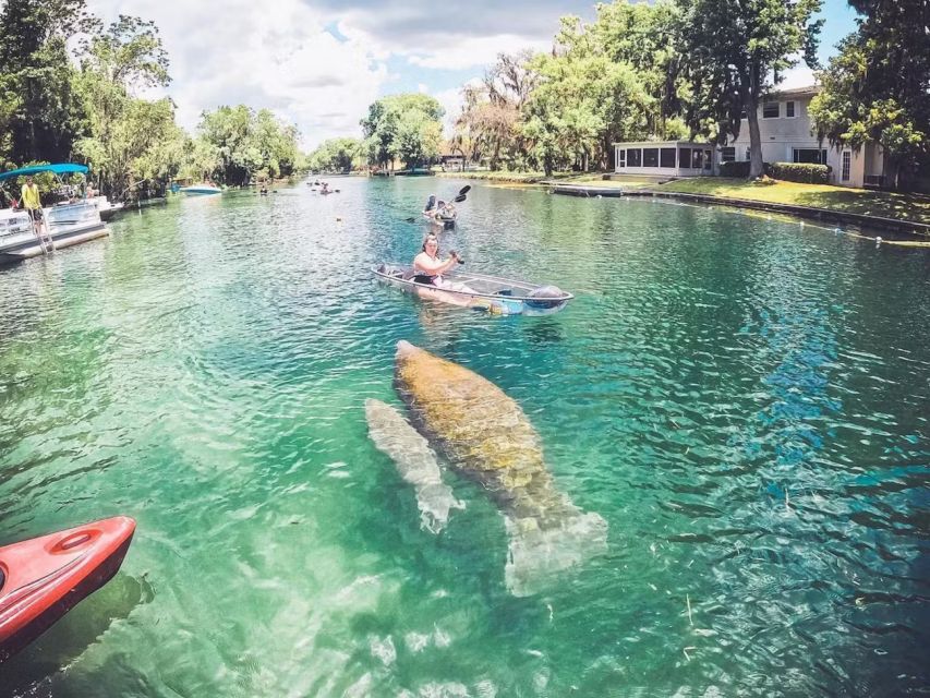 Crystal River: Three Sisters Springs Eco Tour by Clear Kayak - Finding manatees during the winter season