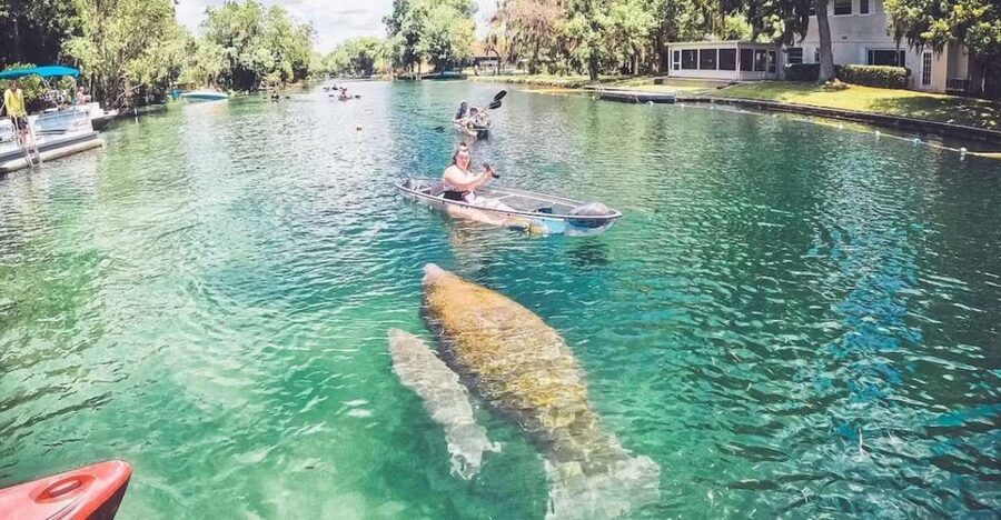 Crystal River: Three Sisters Springs Eco Tour by Clear Kayak - Wildlife viewing without getting in the water