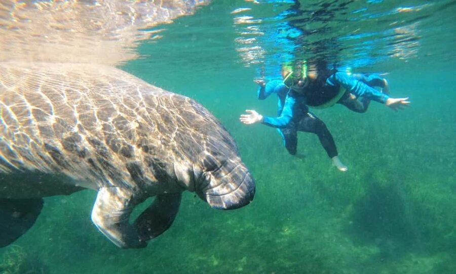 Crystal River: VIP Kayak and Swim with Manatees Tour - Key points to know before you book