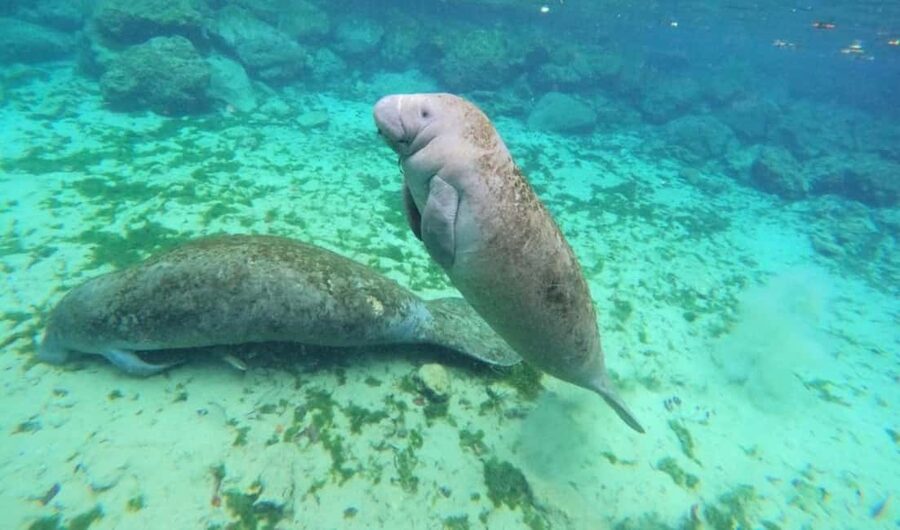 Crystal River: VIP Kayak and Swim with Manatees Tour - Why Crystal River is the right place for a manatee tour