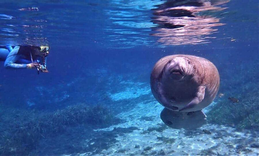 Crystal River: VIP Kayak and Swim with Manatees Tour - The briefing, gear, and first paddle