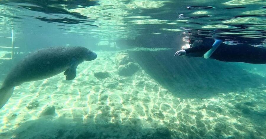 Crystal River: VIP Kayak and Swim with Manatees Tour - Booking advice for the best chance at a good day
