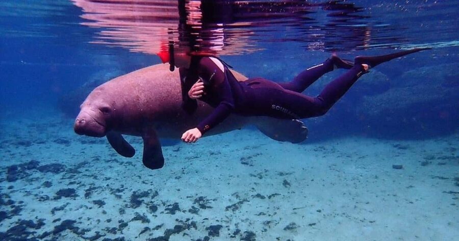 Crystal River: VIP Kayak and Swim with Manatees Tour - Meeting at Pete’s Pier Marina