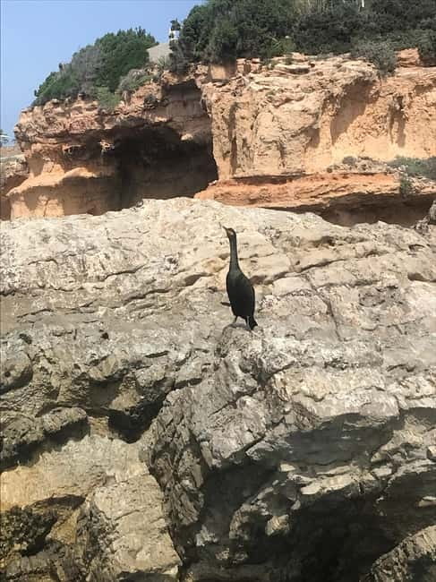 Curso de PaddleSurf, Visita Cuevas y Calas secretas, Snorkel - Who will enjoy this most