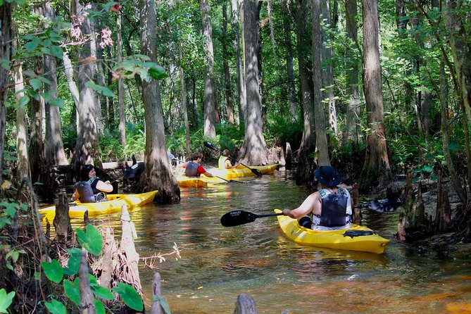 Cypress Forest: Guided Nature Kayak Eco-Tour - Key points to know before you book