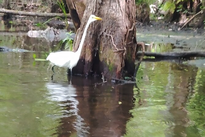 Cypress Forest: Guided Nature Kayak Eco-Tour - Price, timing, and what you receive