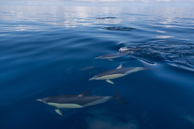 Day sea kayak tour Rangitoto Island - Starting at Auckland Museum and reaching St. Heliers