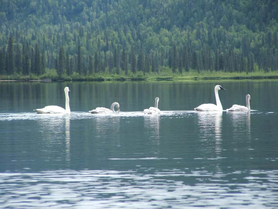 Denali State Park: Guided Byers Lake Kayaking Tour - Byers Lake in a nutshell