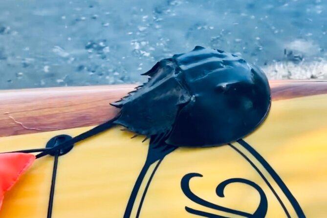 Dolphin and Manatee Kayak and SUP Adventure Tour of Cocoa Beach - Passing the Thousand Islands for 30 minutes