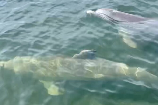 Dolphin and Manatee Kayak and SUP Adventure Tour of Cocoa Beach - What the wildlife sightings are really like