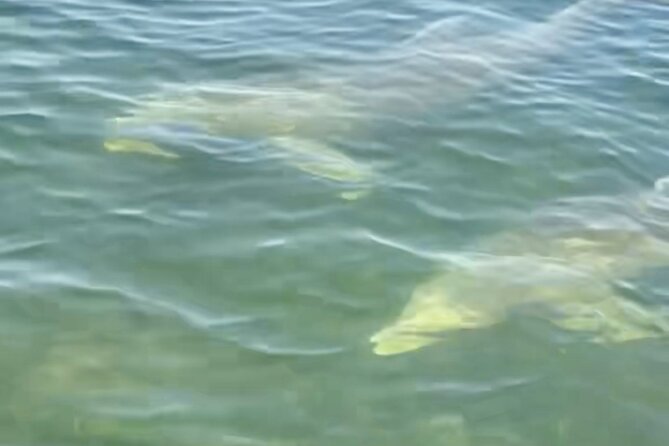 Dolphin and Manatee Kayak and SUP Adventure Tour of Cocoa Beach - Is $65 a fair price?