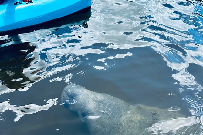 Dolphin and Manatee Kayak and SUP Adventure Tour of Cocoa Beach - Weather and cancellation details that matter